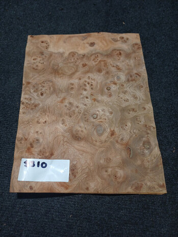 Iepen wortel fineer 32 x 23 - 23 cm | 0.6 mm | 0,1104 m&sup2;